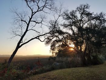 Trees against sky during sunset