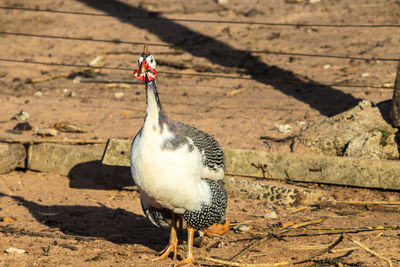 Chicken-d'angola or known as guinea-fowl, on the site in brazil