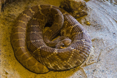 Close-up of snake