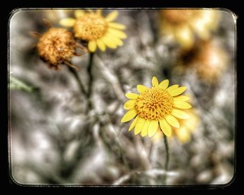 Close-up of yellow flowers