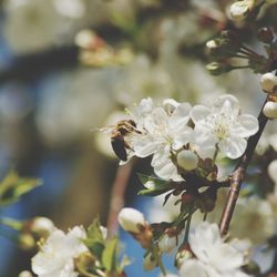 Close-up of white flowers