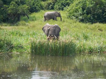Full length of elephant in water