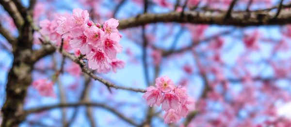 Close-up of pink cherry blossom