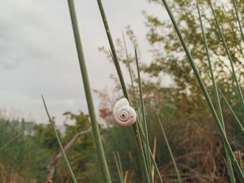 Close-up of snail on plant