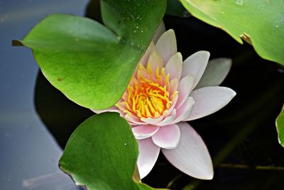 Close-up of lotus water lily