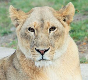 Close-up portrait of lion