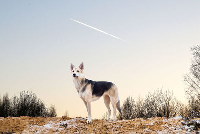 View of dog on field against sky