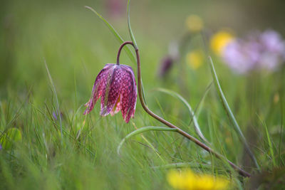 Close-up of purple flowering plant on field