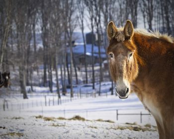 View of a horse on snow covered field