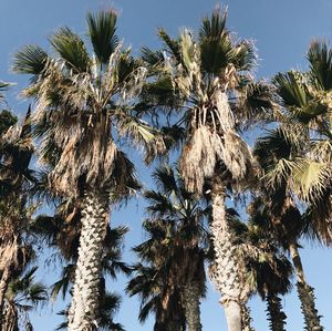 Low angle view of palm trees against blue sky