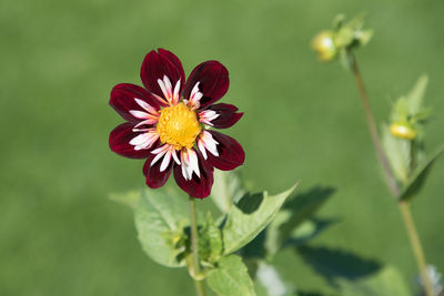 Close-up of red flower blooming outdoors