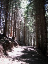 Dirt road amidst trees in forest