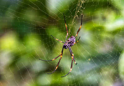 Close-up of spider on web