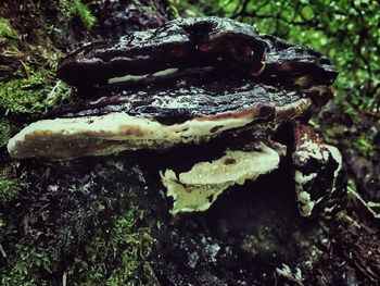 Close-up of mushroom growing in forest