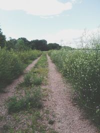 Dirt road passing through field