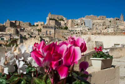 Pink flowering plant by historic building against sky