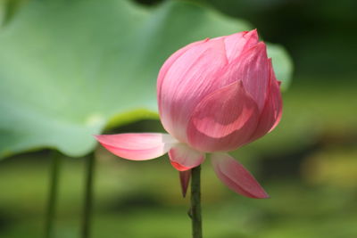 Close-up of pink lotus 