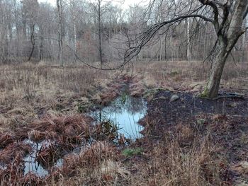 Bare trees in forest