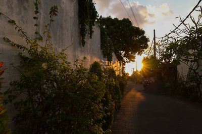 Road amidst trees against sky during sunset