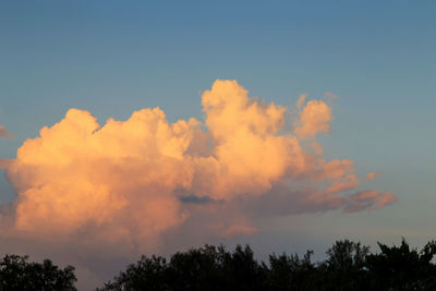 Low angle view of trees against sky during sunset