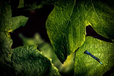 Close-up of fresh green leaf