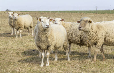 Sheep standing in a field