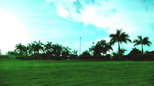 Palm trees on field against sky