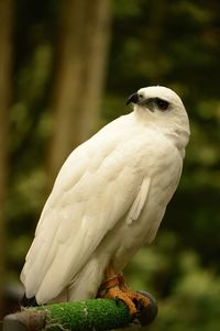 Close-up of bird perching on branch