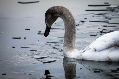 Swan swimming in lake