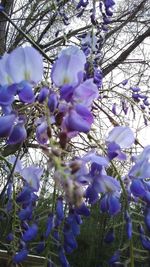 Low angle view of purple flowers on tree