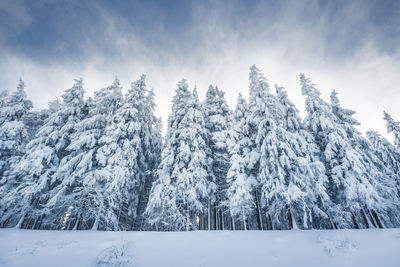 Snow covered trees on landscape against sky