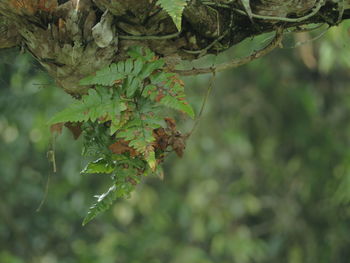 Close-up of leaves