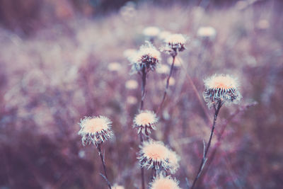 Close-up of wilted flowering plant on field