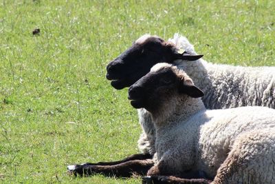Close-up of sheep sitting on grassy field