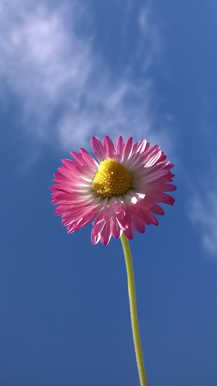 flower, flowering plant, sky, freshness, beauty in nature, plant, nature, blue, flower head, fragility, petal, inflorescence, cloud, close-up, no people, macro photography, pollen, growth, pink, blossom, outdoors, low angle view, daisy, springtime, copy space, yellow, day