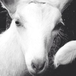 Close-up of white dog