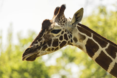 Close-up of giraffe