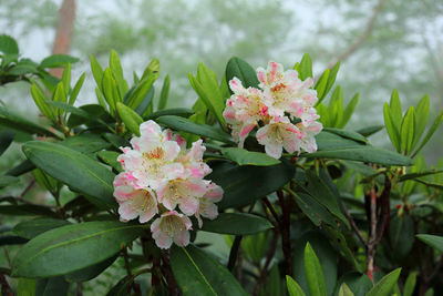 Close-up of pink flowering plant