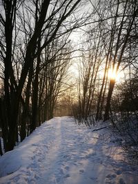 Snow covered trees against sky during sunset