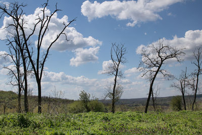 Low angle view of trees on field against sky