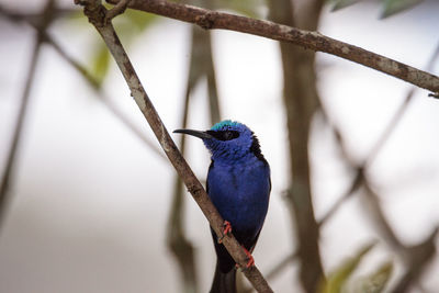 Close-up of bird perching on branch