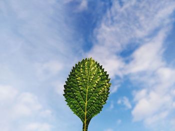 Low angle view of plant against sky