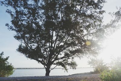 Tree by sea against sky