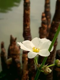 Close-up of white flowering plant