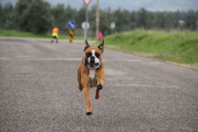 Dog running on road