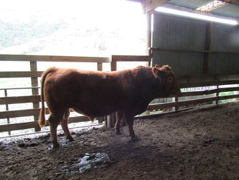 Side view of a horse standing in ranch