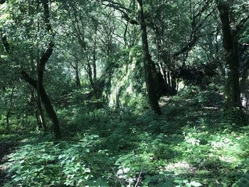 Trees growing in forest