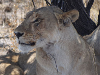 Close-up of an female lion head