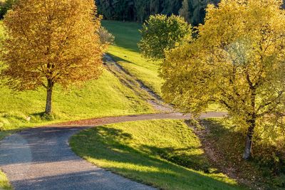 Curve footpath on grassy field amidst autumn trees