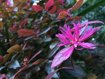 Close-up of pink flowers